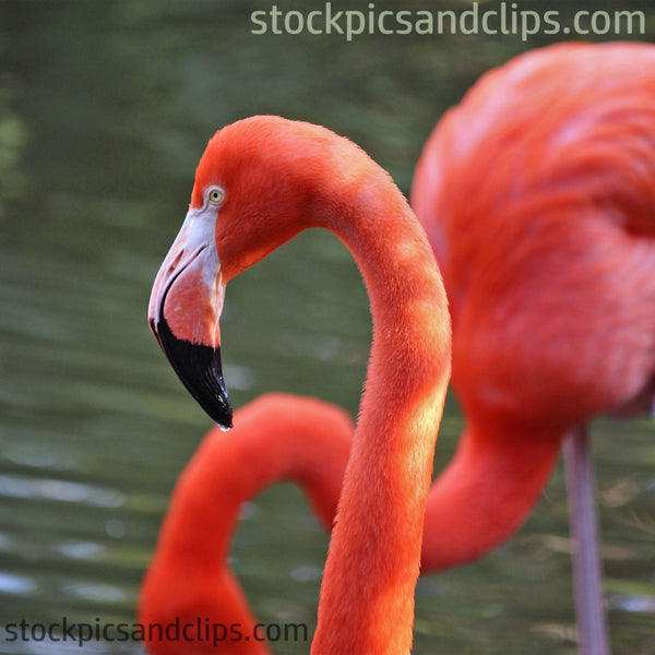 Bird Flamingo Flipped