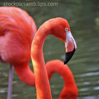 Bird Flamingo