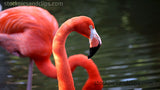 Bird Flamingo