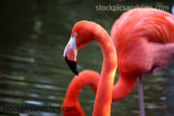 Bird Flamingo Flipped