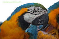 Bird Parrot Profile