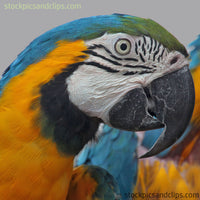 Bird Parrot Profile