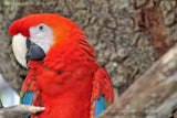 Bird Parrot Red Head