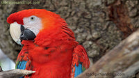 Bird Parrot Red Head