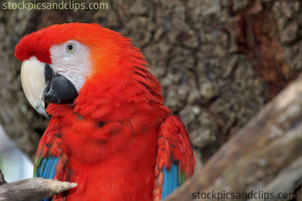 Bird Parrot Red Head