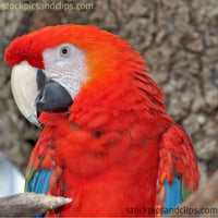 Bird Parrot Red Head