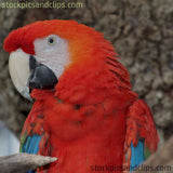 Bird Parrot Red Head