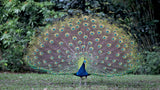 Bird Peacock