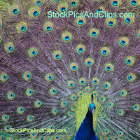 Bird Peacock Proud, Square, Phainting