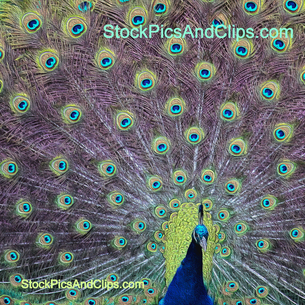 Bird Peacock Proud, Square, Phainting