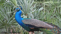 Bird Peacock at Ease