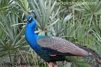 Bird Peacock at Ease