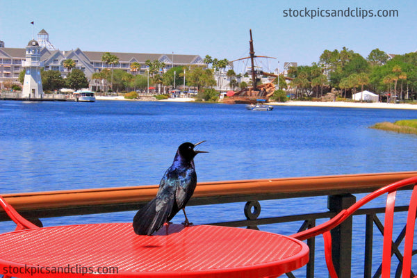 Bird Black Crow at ‏Cafe Caw