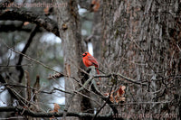 Bird Cardinal Perched on Bare Tree Limb