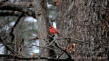 Bird Cardinal Perched on Bare Tree Limb