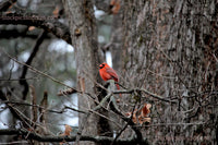 Bird Cardinal Perched on Bare Tree Limb