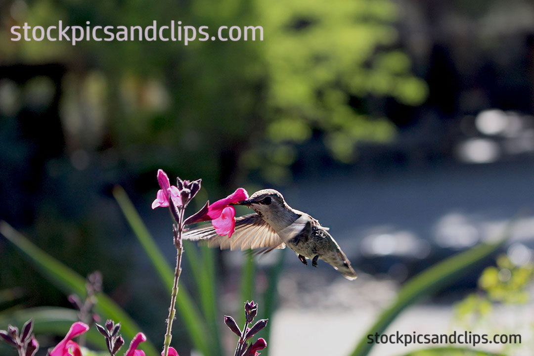 Hummingbird Inmotion Hummingbird in Motion – StockPicsAndClips