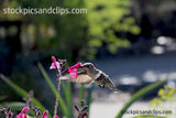 Hummingbird in Motion