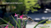 Hummingbird in Motion