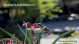 Hummingbird in Motion