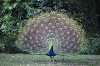 Bird Peacock Proud ("Phainting")