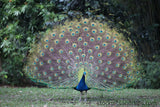 Bird Peacock Proud ("Phainting")