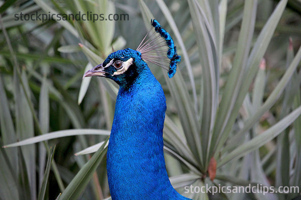 Bird Peacock Head & Neck