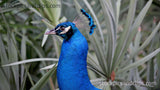 Bird Peacock Head & Neck