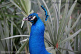 Bird Peacock Head & Neck