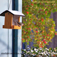 Bird on Icy Birdhouse