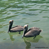 Birds Pelican Twins (72dpi)