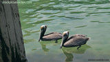 Birds Pelican Twins (72dpi)