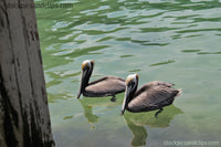 Birds Pelican Twins