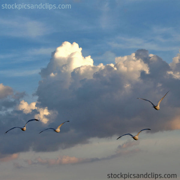 Birds Seagulls in Flight (72dpi)