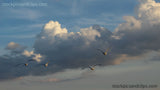 Birds Seagulls in Flight (72dpi)