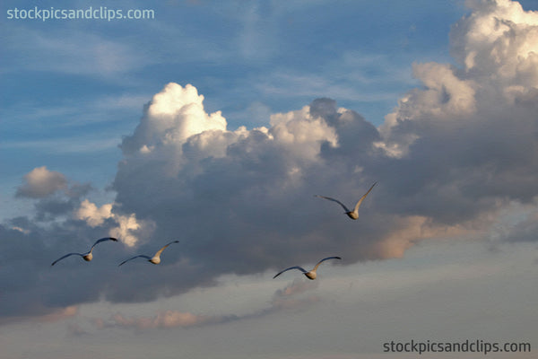 Birds Seagulls in Flight