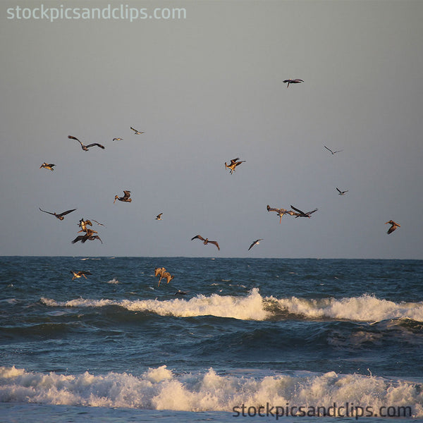 Birds at the Beach Dive-bombing (72dpi)