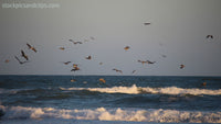 Birds at the Beach Dive-bombing (72dpi)