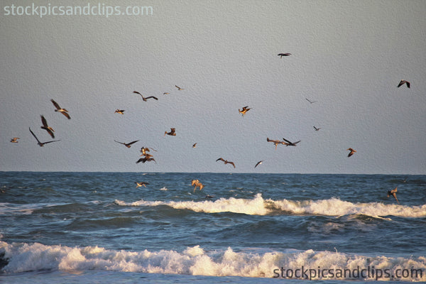 Birds at the Beach Dive-bombing