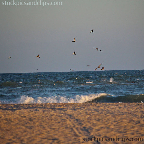 Birds at the Beach (72dpi)