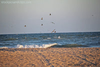 Birds at the Beach