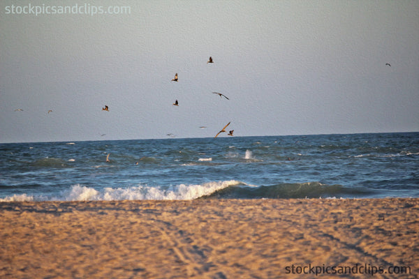 Birds at the Beach