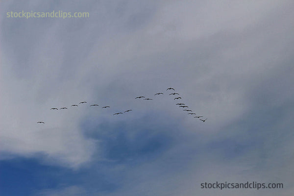 Birds in Formation