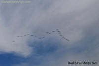 Birds in Formation