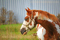 Blue-Eyed Red Haired Horse