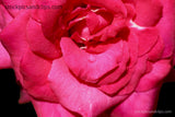 Bright Pink Rose with Dew Drop Close-up