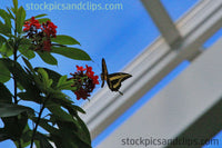 Butterfly Rests on Flower (Faux Oil Painting)