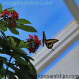 Butterfly Rests on Flower (Faux Oil Painting)