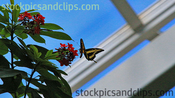 Butterfly Rests on Flower