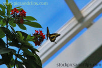 Butterfly Rests on Flower (Faux Oil Painting)